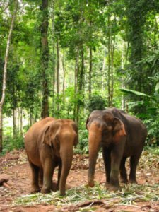Elephants in the elephant camp