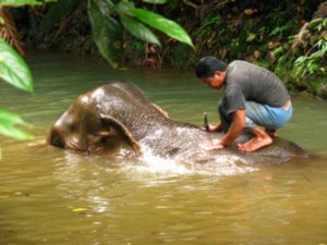 Mahot washing his elephant