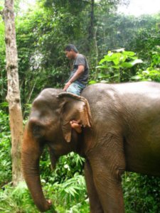 Mahot and elephant