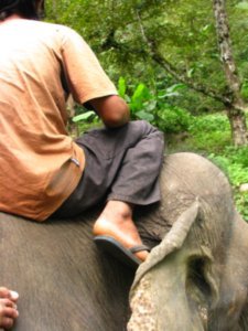 Mahot on the elephant