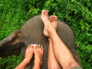 Elephant foot rest!