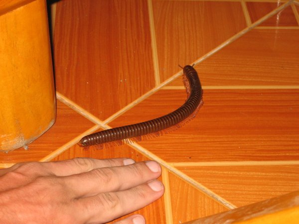 Millipede outside our room