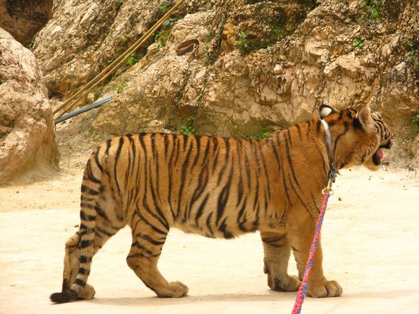 Huge tiger!