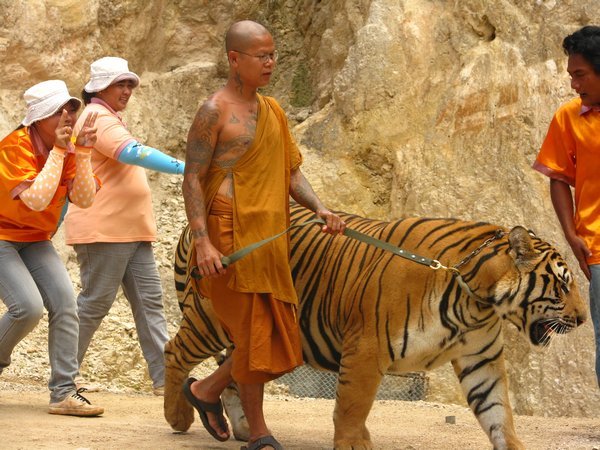 Monk walking tiger