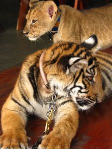 Tiger and Lion Cub
