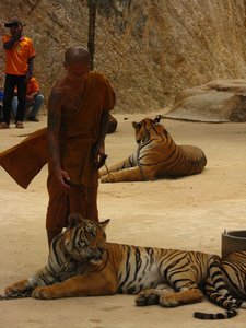Monk and tiger
