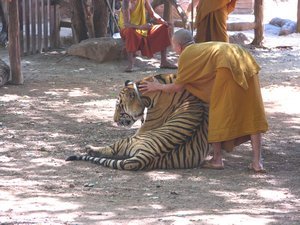 Monk & Tiger love