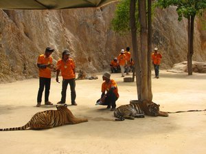 Tigers chilling
