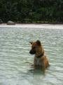 Dog on Sairee beach