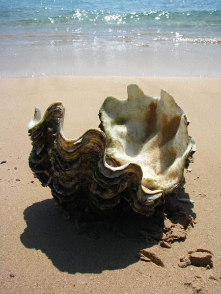Huge clam