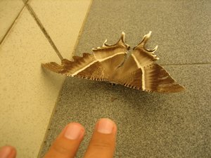 Huge moth Sophie found