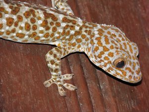 Huge gekko friend