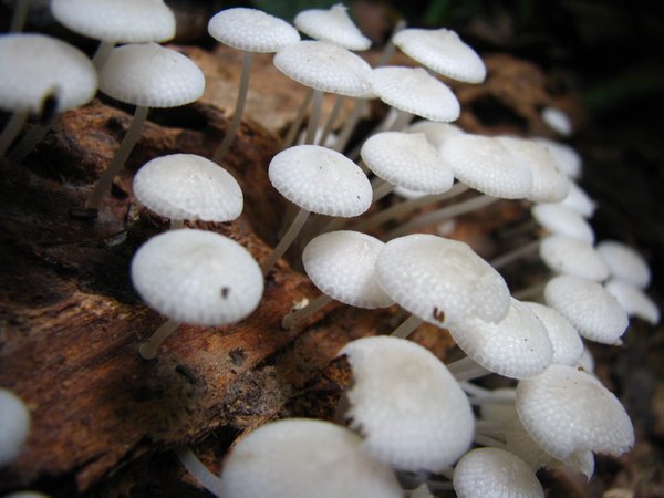 Fungus watch part 1