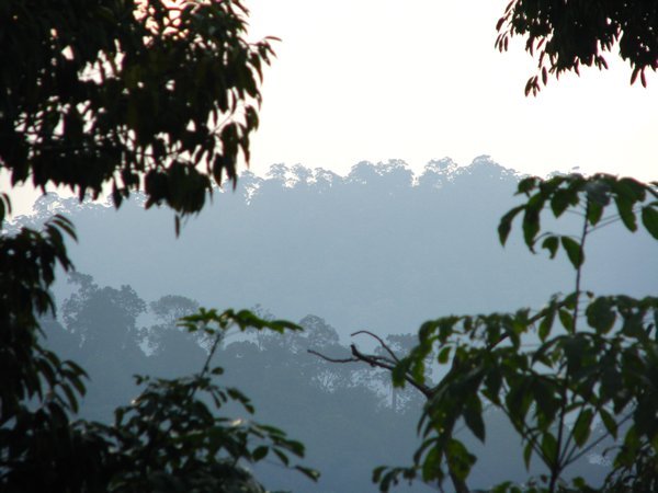View of the jungle