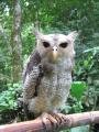 Weird eyed owl