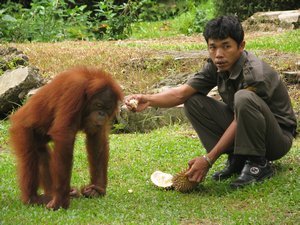 Ranger and the Orangutan