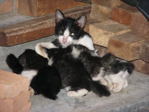 Cat & kittens