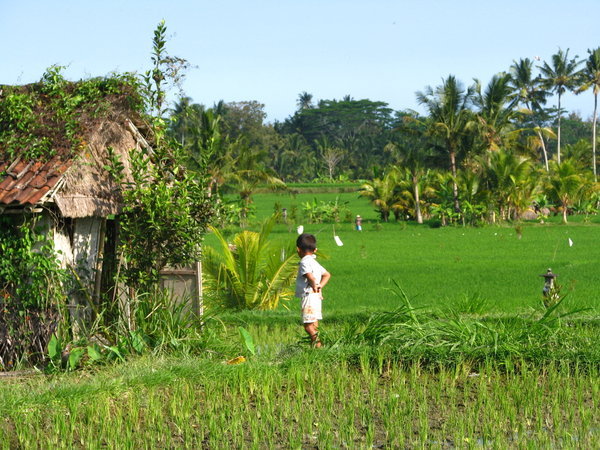 Paddy fields