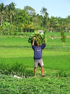Working in the paddy fields