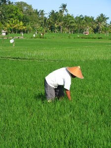 Working in the paddy fields
