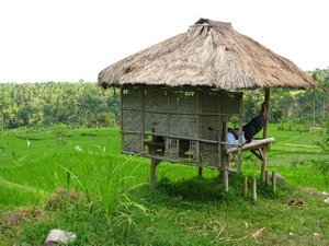 Rice Paddy field