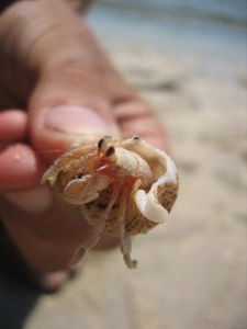 Hermit crab!