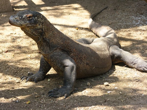 Komodo Dragon posing