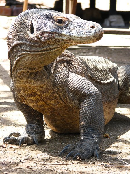 Komodo Dragon posing
