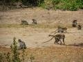 Naughty monkeys
