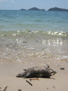 Nice dead rat on the beach
