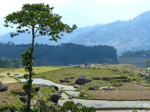 Tana Toraja Landscape