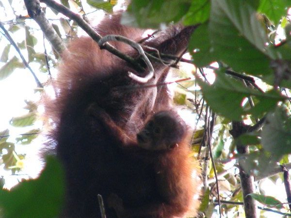Wild Orangutan & baby