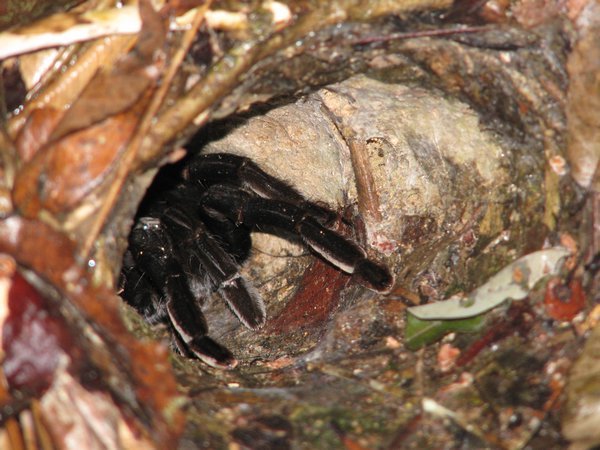 Tarantula in her hole