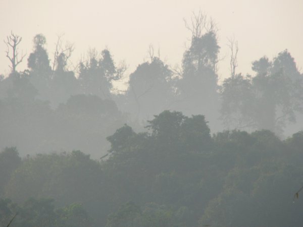 Borneo jungle