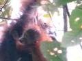 Mummy & Baby Orangutans
