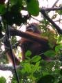 Wild Orangutan