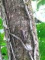 Pygmy Squirrel