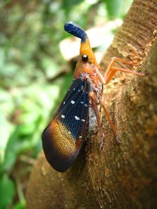Strange Borneo moth