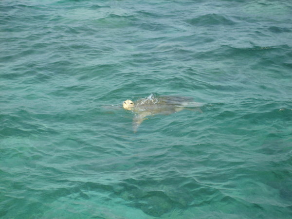 Turtle outside our room