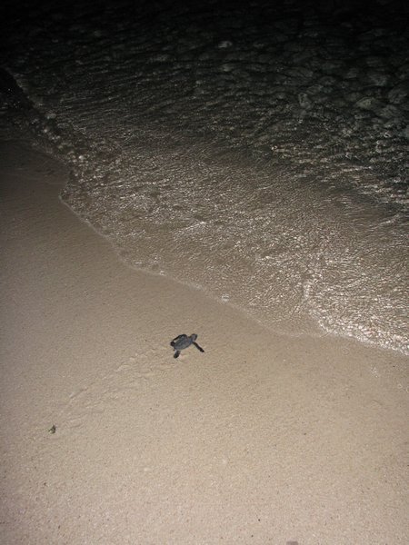 Baby turtle on his way