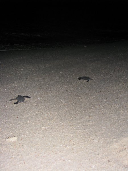 Baby turtles on their way