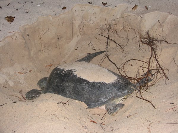 Mummy Turtle after shes laid her eggs