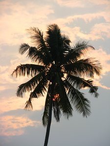 Palm tree on Derawan