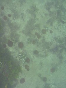 Jellyfish in the lagoon
