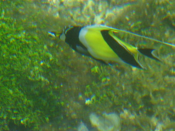 Butterfly fish in the pool