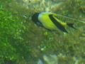 Butterfly fish in the pool