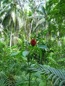 Jungle flower
