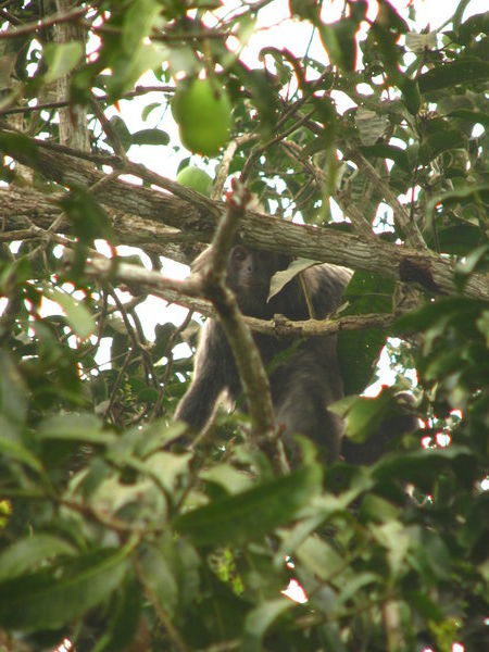 Monkey up a tree in Muara Muntai
