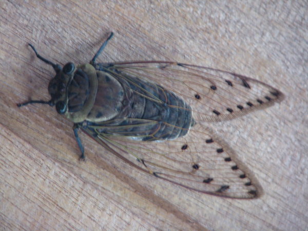 Giant cicada