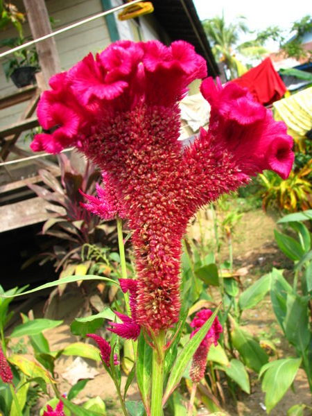 Pretty flower in Long Bagun